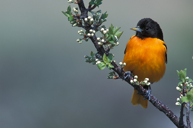 An orange Baltimore Oriole sitting on a branch.